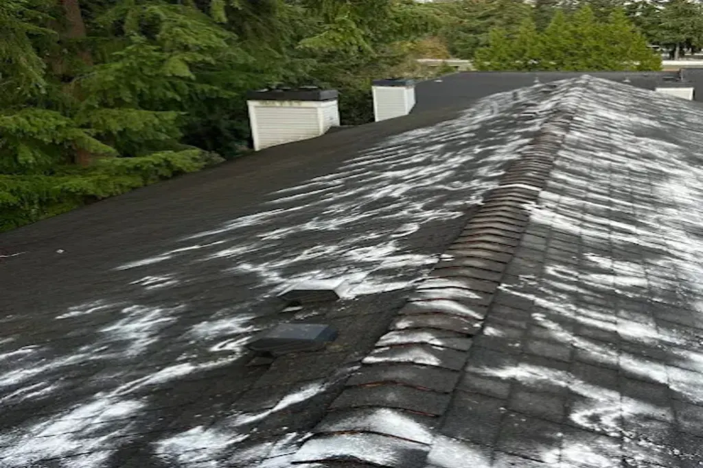 Roof Cleaning in Lynnwood