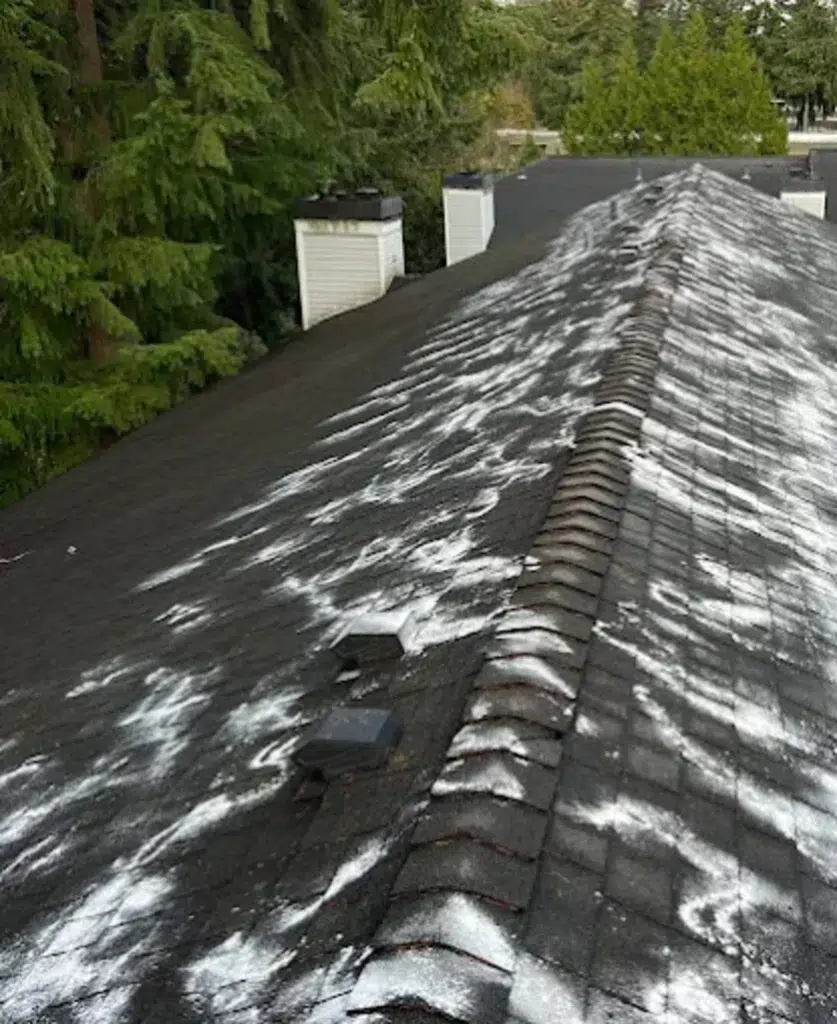 roof cleaning in Lynnwood