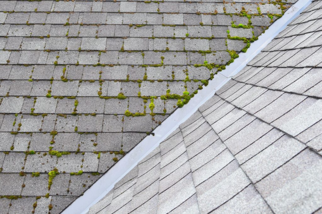 Roof Moss